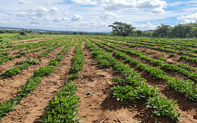 Bambara Nuts Plants