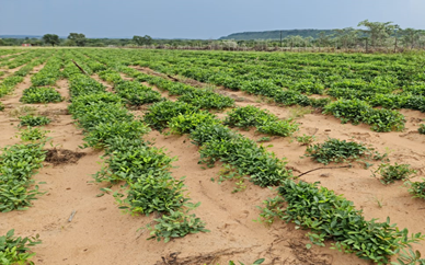 Bambara Nuts Plants
