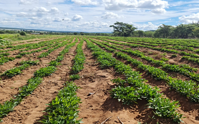 Bambara Nuts Plants