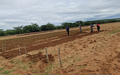 Crop Plantation And Germination