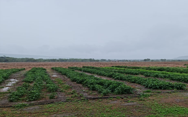 Crops