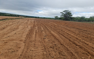Cultivation In Process