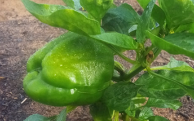 Green Peper