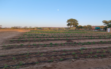 Seeding