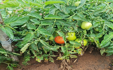 Tomato Plant